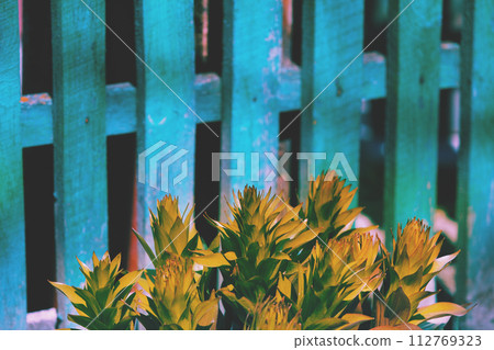Wooden fence and green leaves in early spring 112769323