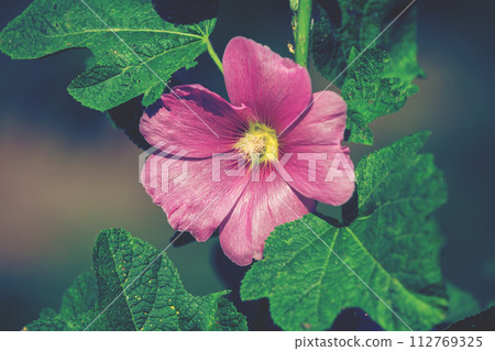 Blooming Malva flowers in the garden 112769325