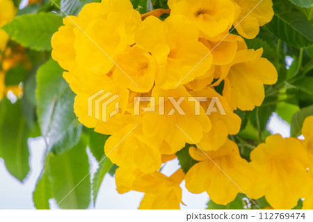 Tecoma stans yellow flowers close-up, yellow trumpetbush, yellow bells, yellow elder, green leaves, blue sky background, beautiful flower texture 112769474