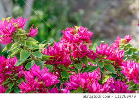 Bougainvillea, Paper flower Bougainvillea hybrida soft focus with blurry background Bougainvillea, Paper flower Bougainvillea hybrida soft focus with blurry background 112769479