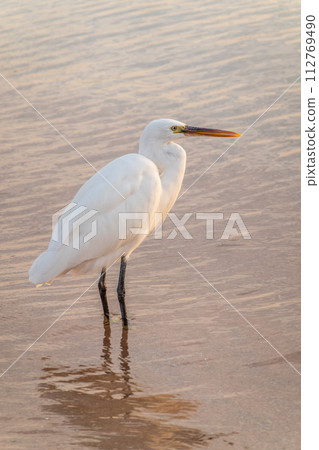 Great egret (Ardea alba), a medium-sized white heron fishing on the sea beach Great egret (Ardea alba), a medium-sized white heron fishing on the sea beach 112769490