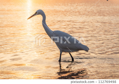 Great egret (Ardea alba), a medium-sized white heron fishing on the sea beach Great egret (Ardea alba), a medium-sized white heron fishing on the sea beach 112769498
