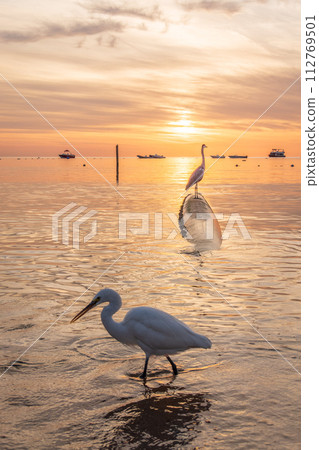 Great egret (Ardea alba), a medium-sized white heron fishing on the sea beach 112769501