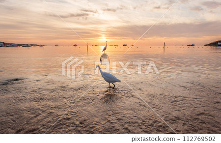 Great egret (Ardea alba), a medium-sized white heron fishing on the sea beach 112769502