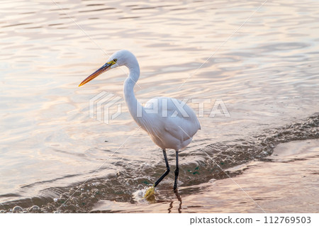 Great egret (Ardea alba), a medium-sized white heron fishing on the sea beach 112769503