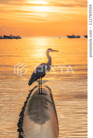 A heron hunting in the sea in the sunset or sunrise light 112769504