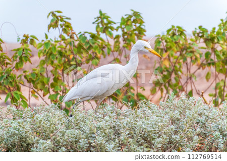 Western cattle egret (Bubulcus ibis) in winter plumage hunting for insects. 112769514