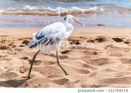 White Western Reef Heron (Egretta gularis) at Sharm el-Sheikh beach, Sinai, Egypt White Western Reef Heron (Egretta gularis) at Sharm el-Sheikh beach, Sinai, Egypt 112769519