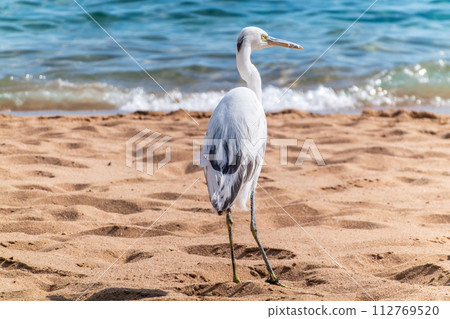 White Western Reef Heron (Egretta gularis) at Sharm el-Sheikh beach, Sinai, Egypt 112769520
