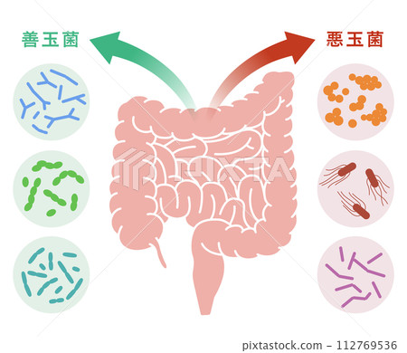 Medical illustration of intestinal bacteria: good bacteria, bad bacteria 112769536