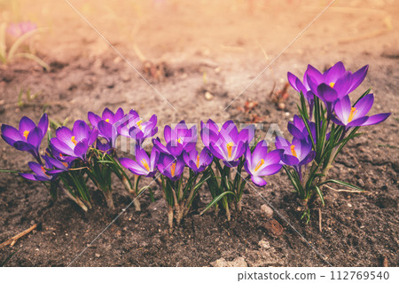 Row of Flowering Crocuses in early spring Row of Flowering Crocuses in early spring 112769540