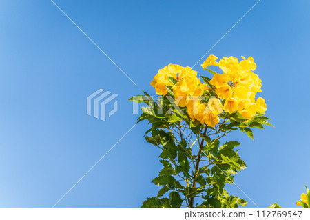 Tecoma stans yellow flowers close-up, yellow trumpetbush, yellow bells, yellow elder, green leaves, blue sky background, beautiful flower texture Tecoma stans yellow flowers close-up, yellow trumpetbush, yellow bells, yellow elder, green leaves, blue sky background, beautiful flower texture 112769547
