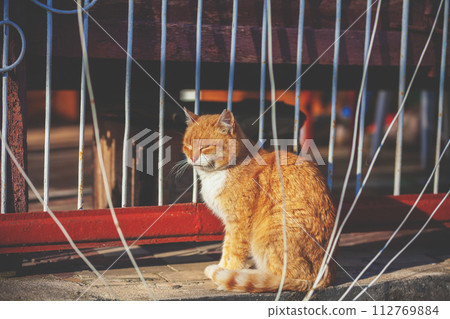 Orange cat sitting on the terrace Orange cat sitting on the terrace 112769884