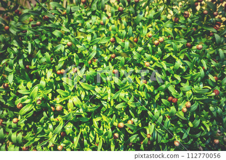Young shoots of coriander. Green nature floral background 112770056