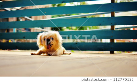 Scenery of Neopark Okinawa and Kotoko Square 112770155