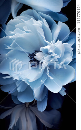 Gentle blue background with peony petals. Beautiful flower close up. 112770194