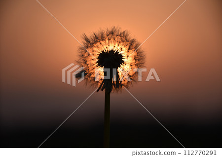 Dandelion fluff shines in the backlight 112770291