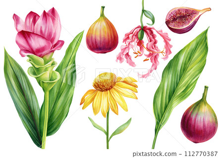 Set flowers fruits and leaves isolated background watercolor botanical painting illustration, Echinacea, fig, turmeric 112770387