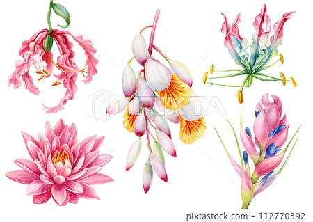 set of tropical flowers cardamom, lotus, lily tillandsia succulent isolated, watercolor painting botanical illustration set of tropical flowers cardamom, lotus, lily tillandsia succulent isolated, watercolor painting botanical illustration 112770392