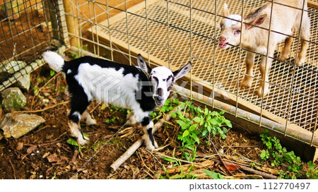 Baby goat at Neo Park Okinawa Fureai Plaza 112770497