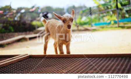 Baby goat at Neo Park Okinawa Fureai Plaza 112770498