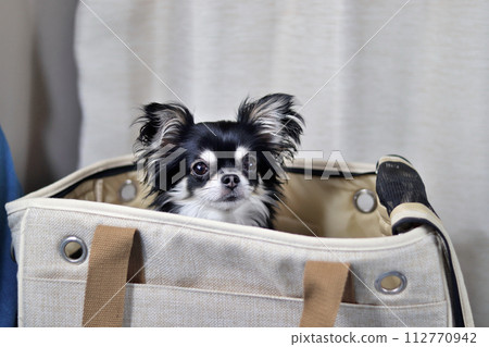 A young Chihuahua in a dog bag 112770942
