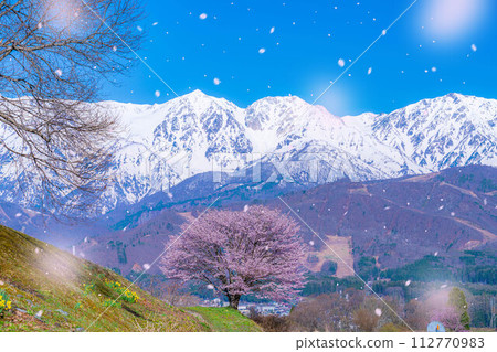 [櫻花暴風雪素材]野平地區的一棵櫻花樹和白雪皚皚的北阿爾卑斯山[長野縣] 112770983