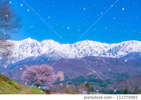 [櫻花暴風雪素材]野平地區的一棵櫻花樹和白雪皚皚的北阿爾卑斯山[長野縣] 112770985