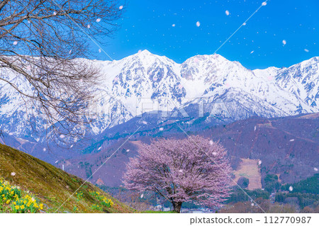 [櫻花暴風雪素材]野平地區的一棵櫻花樹和白雪皚皚的北阿爾卑斯山[長野縣] 112770987