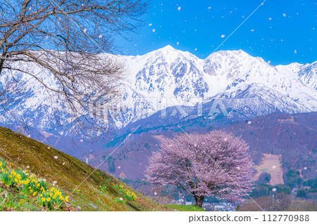 [櫻花暴風雪素材]野平地區的一棵櫻花樹和白雪皚皚的北阿爾卑斯山[長野縣] 112770988