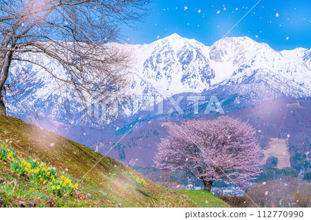 [櫻花暴風雪素材]野平地區的一棵櫻花樹和白雪皚皚的北阿爾卑斯山[長野縣] 112770990