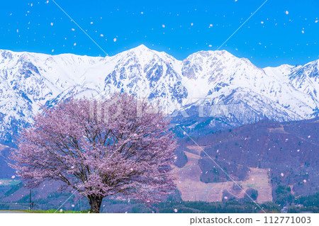 [櫻花暴風雪素材]野平地區的一棵櫻花樹和白雪皚皚的北阿爾卑斯山[長野縣] 112771003