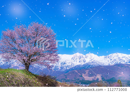 [櫻花暴風雪素材]野平地區的一棵櫻花樹和白雪皚皚的北阿爾卑斯山[長野縣] 112771008