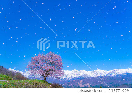 [櫻花暴風雪素材]野平地區的一棵櫻花樹和白雪皚皚的北阿爾卑斯山[長野縣] 112771009