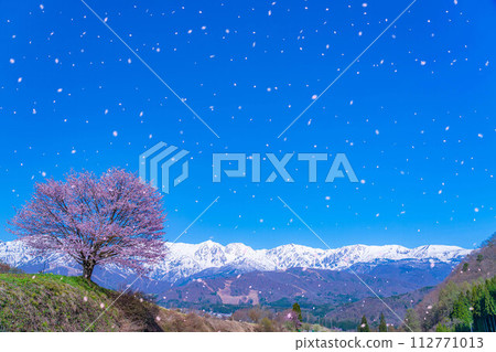 [Sakura blizzard material] A single cherry tree in the Nodaira area and the snow-capped Northern Alps [Nagano Prefecture] 112771013