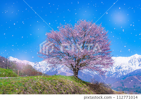 [Sakura blizzard material] A single cherry tree in the Nodaira area and the snow-capped Northern Alps [Nagano Prefecture] 112771014