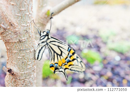A swallowtail butterfly drying its wings on the trunk of a mulberry tree in the garden A swallowtail butterfly drying its wings on the trunk of a mulberry tree in the garden 112771050