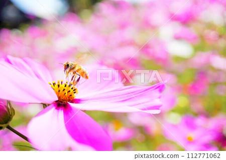 一隻帶著蜂花粉的蜜蜂來採集粉紅色波斯菊花粉的特寫 112771062