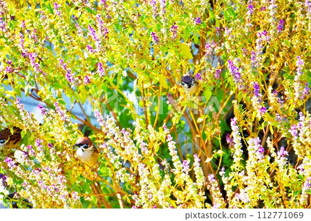 可愛的麻雀採摘並吃花園裡種植的聖羅勒種子 112771069