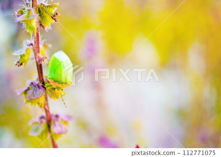 Green brown stink bug perching upside down on a stem in autumn purple holy basil flower field outdoors under blue sky Green brown stink bug perching upside down on a stem in autumn purple holy basil flower field outdoors under blue sky 112771075