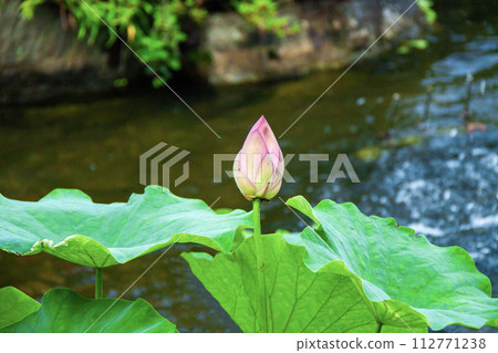 海苔芽盛開在池塘里 112771238