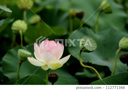 Lotus flowers seen in the countryside Lotus flowers seen in the countryside 112771366