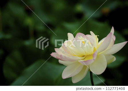 Lotus flowers seen in the countryside 112771408