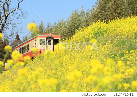 夷隅鐵道“行駛在開滿油菜花的堤壩上的列車” 112771511