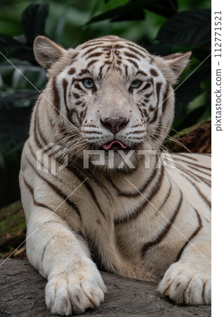 [Tiger] White tiger 112771521