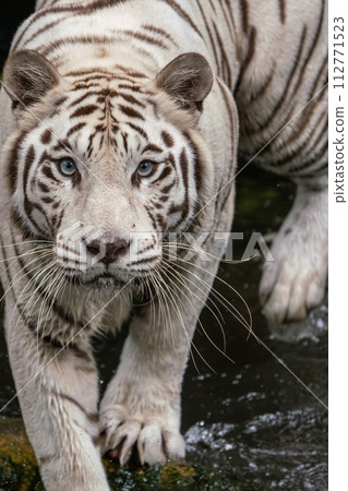 [虎]白虎 112771523