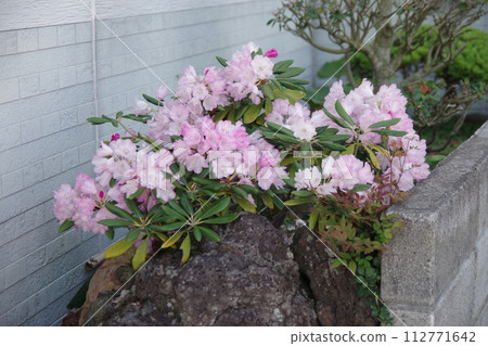 私人住宅花園裡盛開的 Oxygonia 私人住宅花園裡盛開的 Oxygonia 112771642