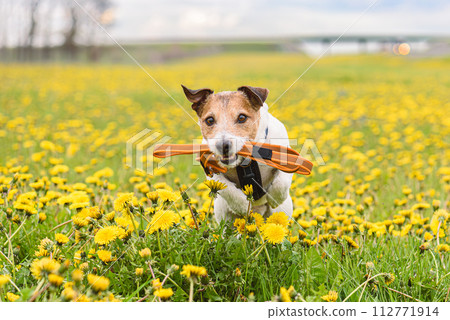Dog walking in spring field among flowers holding leash in mouth. Dog walking in spring field among flowers holding leash in mouth. 112771914