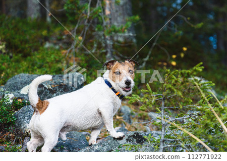 Dog at morning walk in forest hiking in wild nature 112771922