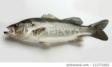 Isolated Largemouth Bass Fish Against White Isolated Largemouth Bass Fish Against White 112772002